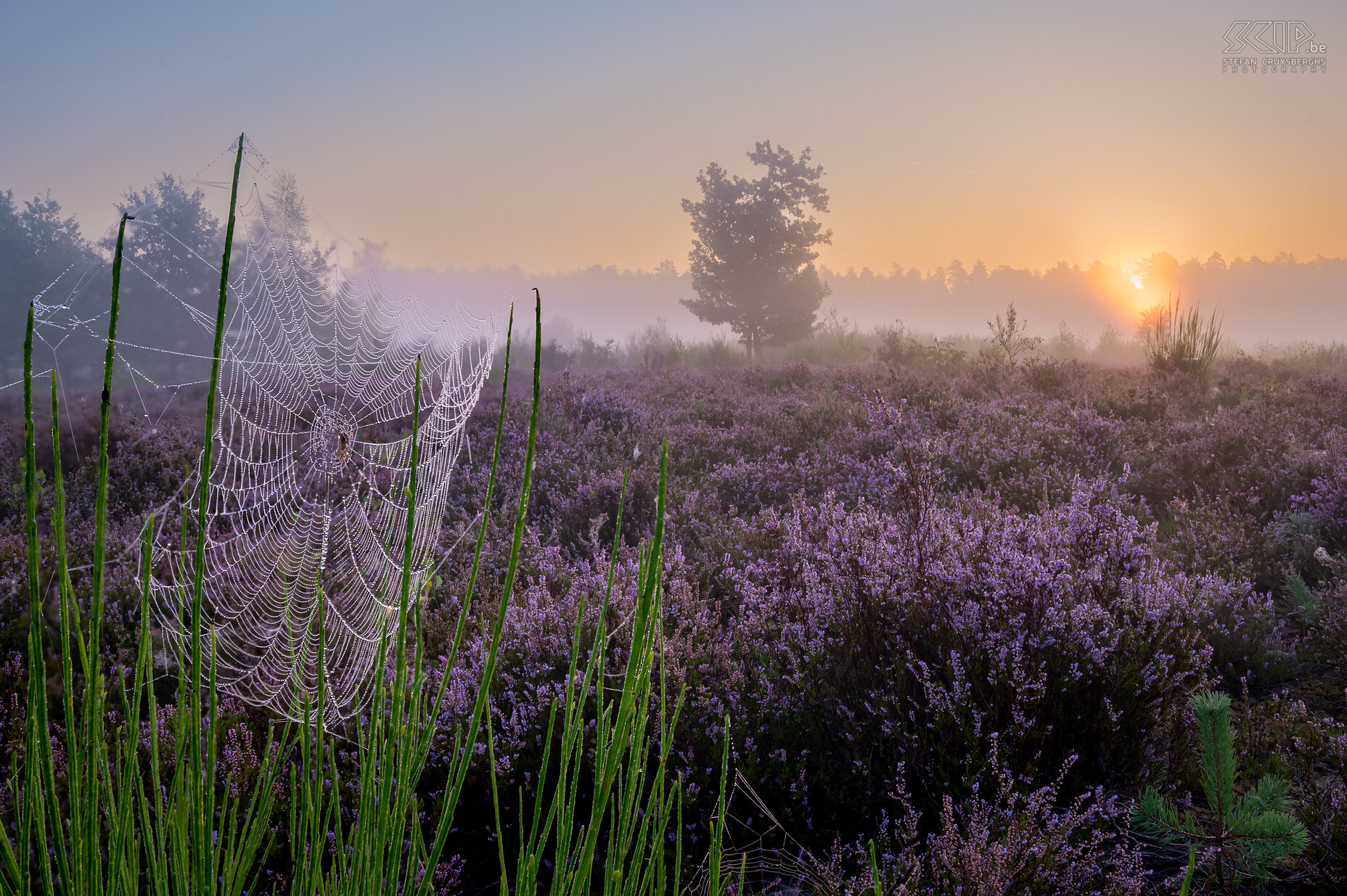 Scherpenheuvel-Zichem - Sunset at Veerle Heide A series of images from my hometown Scherpenheuvel-Zichem taken during the past autumn and winter with blooming heather and sunflowers, beautiful autumn colours and a layer of snow in the winter. Stefan Cruysberghs